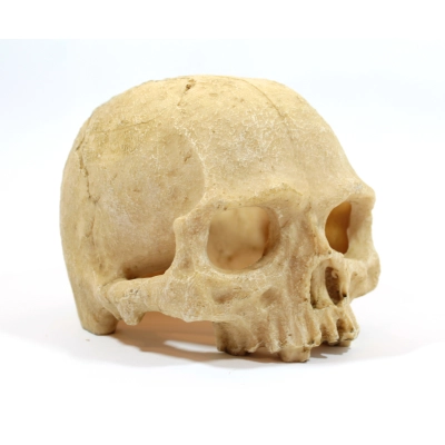 Kryjówka czaszka LUDZKA człowieka jaskinia NOVA 14cm